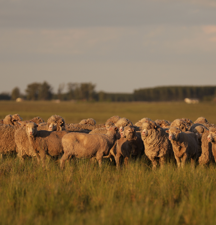 Sheep in a field