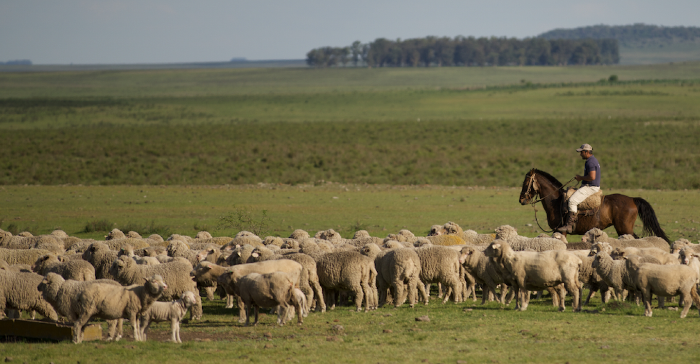 Sheep in a field, man riding a horse